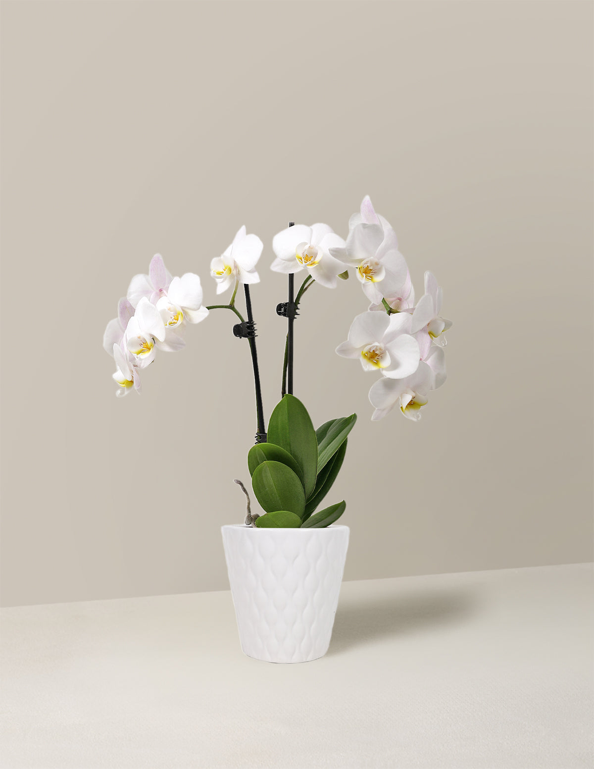 Petite White Orchid with Yellow