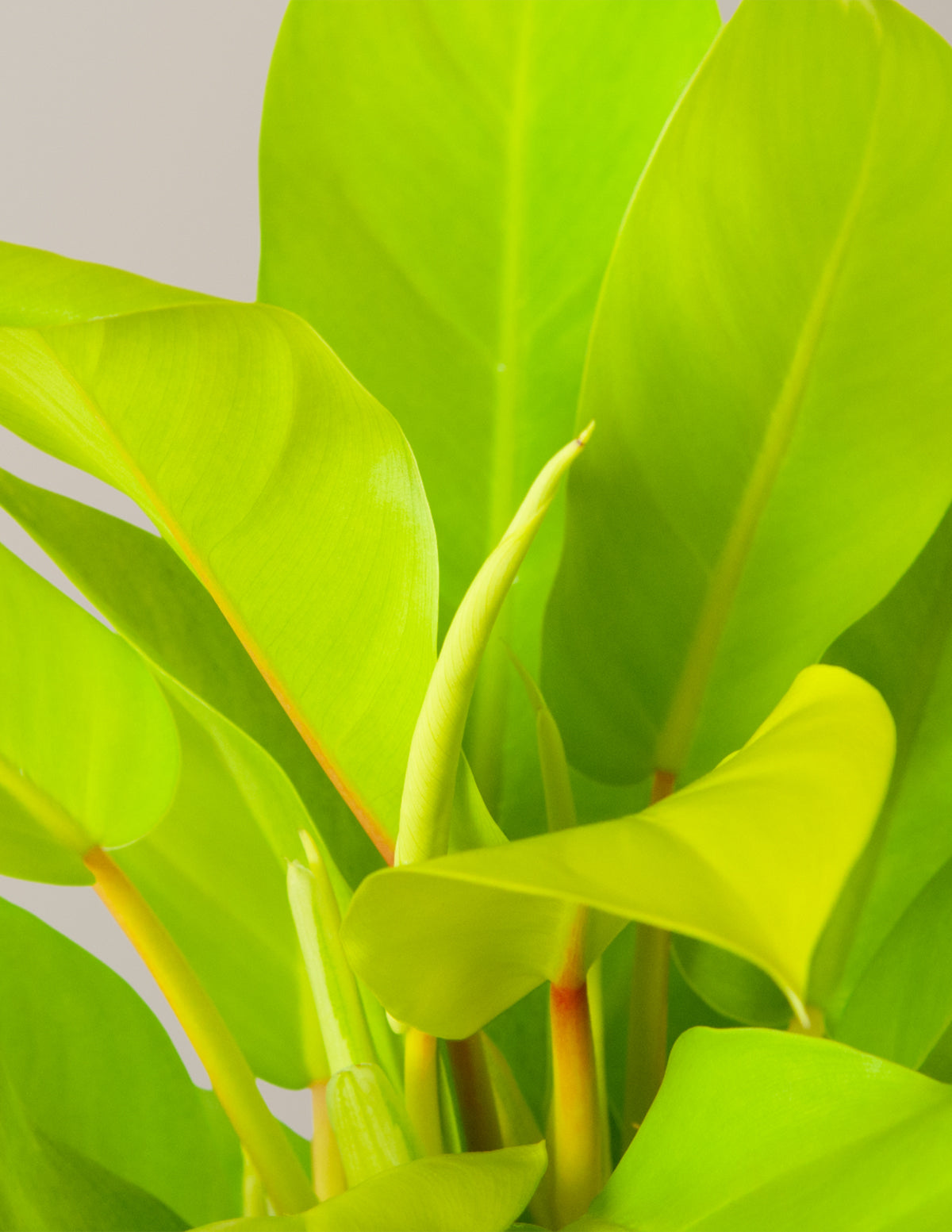 Philodendron Ceylon Beauty