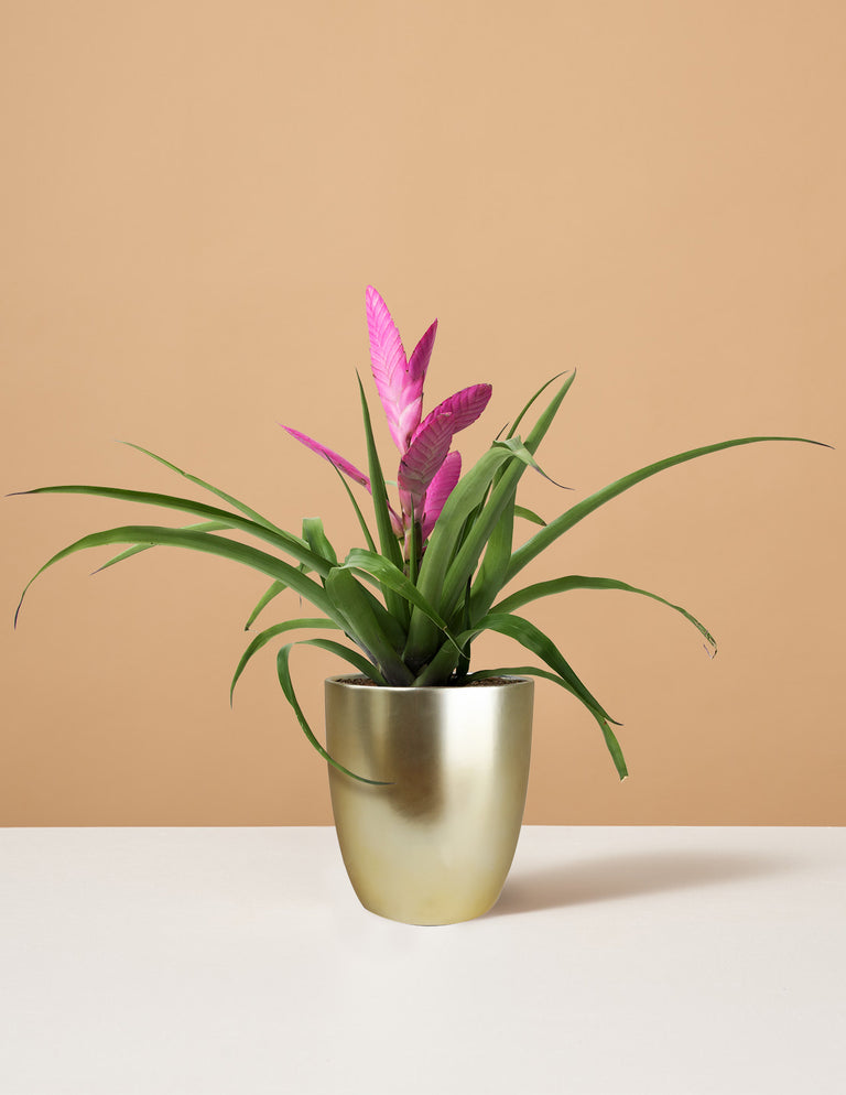 Bromeliad Antonio Pink