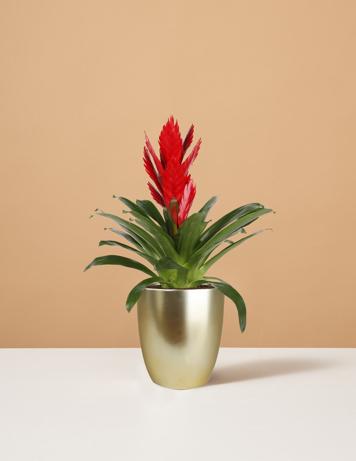 Bromeliad Vriesea Intenso Red