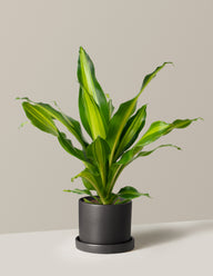 Dracaena Giganta