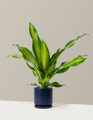 Dracaena Giganta