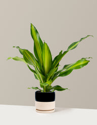 Dracaena Giganta