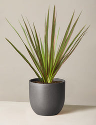 Dracaena Marginata Tricolor Cane