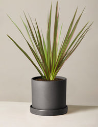 Dracaena Marginata Tricolor Cane