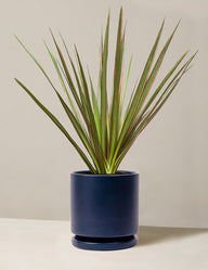 Dracaena Marginata Tricolor Cane