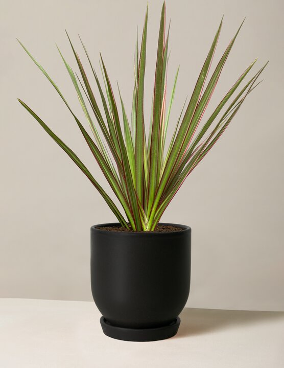 Dracaena Marginata Tricolor Cane