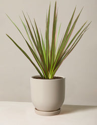 Dracaena Marginata Tricolor Cane