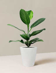 Ficus Audrey Tree