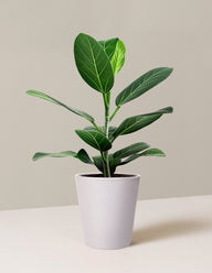 Ficus Audrey Tree