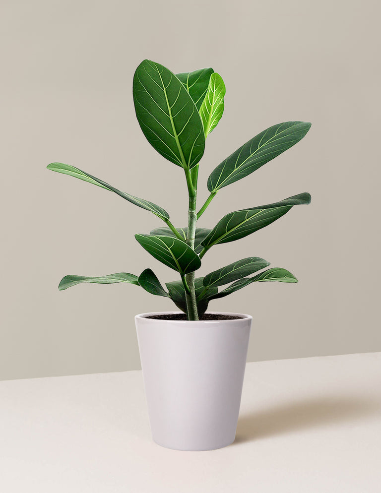 Ficus Audrey Tree