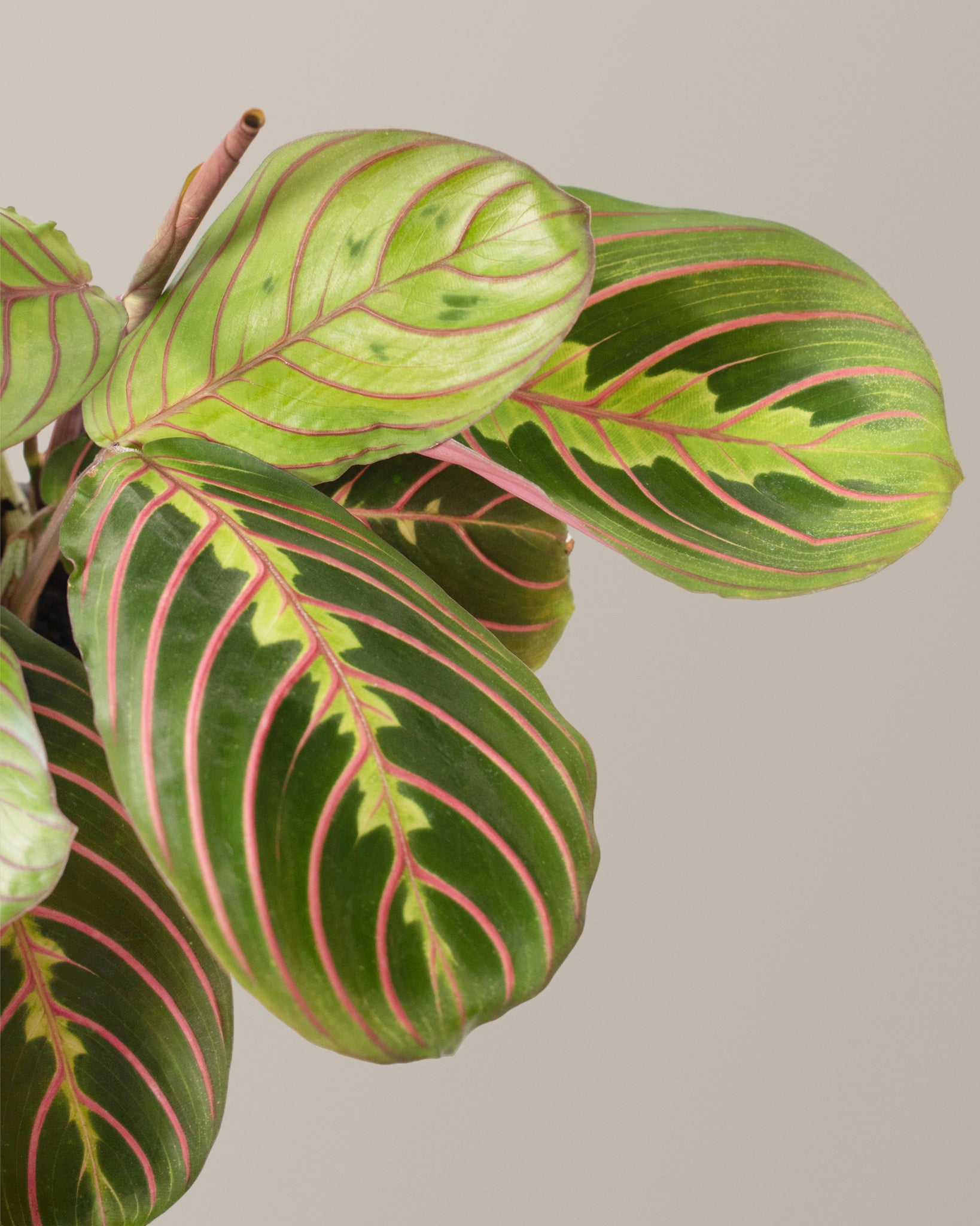 Maranta Red