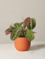 Maranta Red