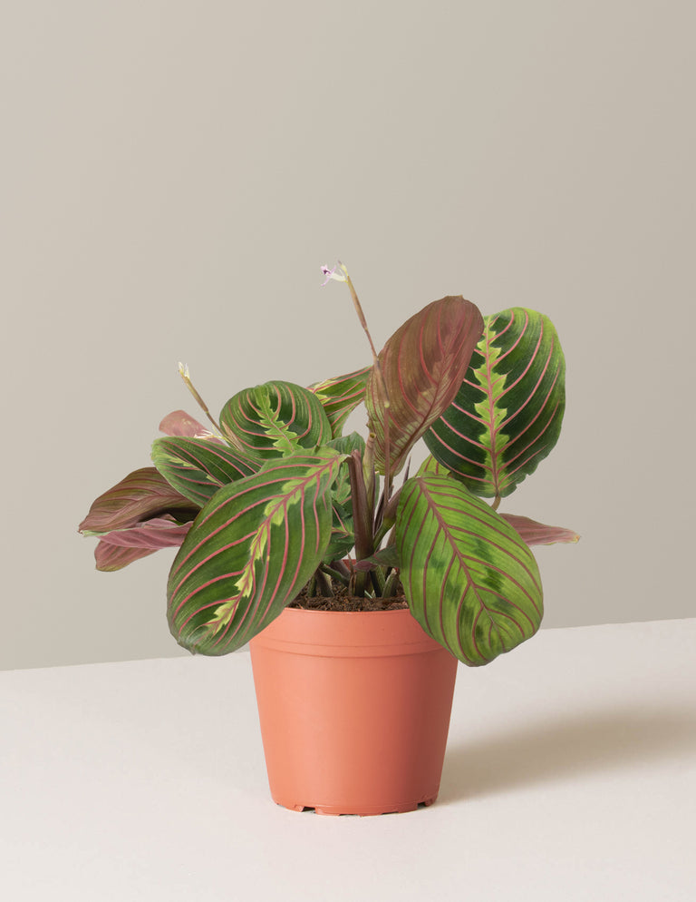 Maranta Red