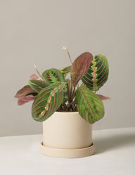 Maranta Red