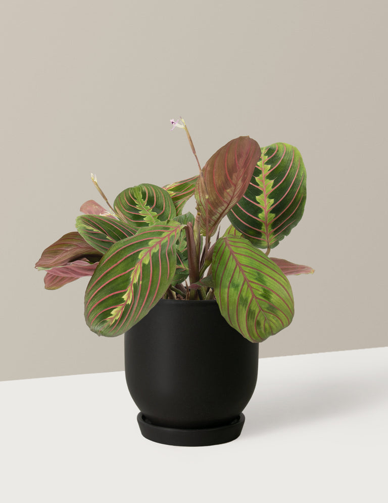 Maranta Red