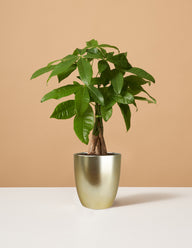 Money Tree Plant