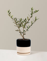 Olive Tree