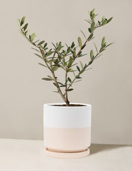 Olive Tree