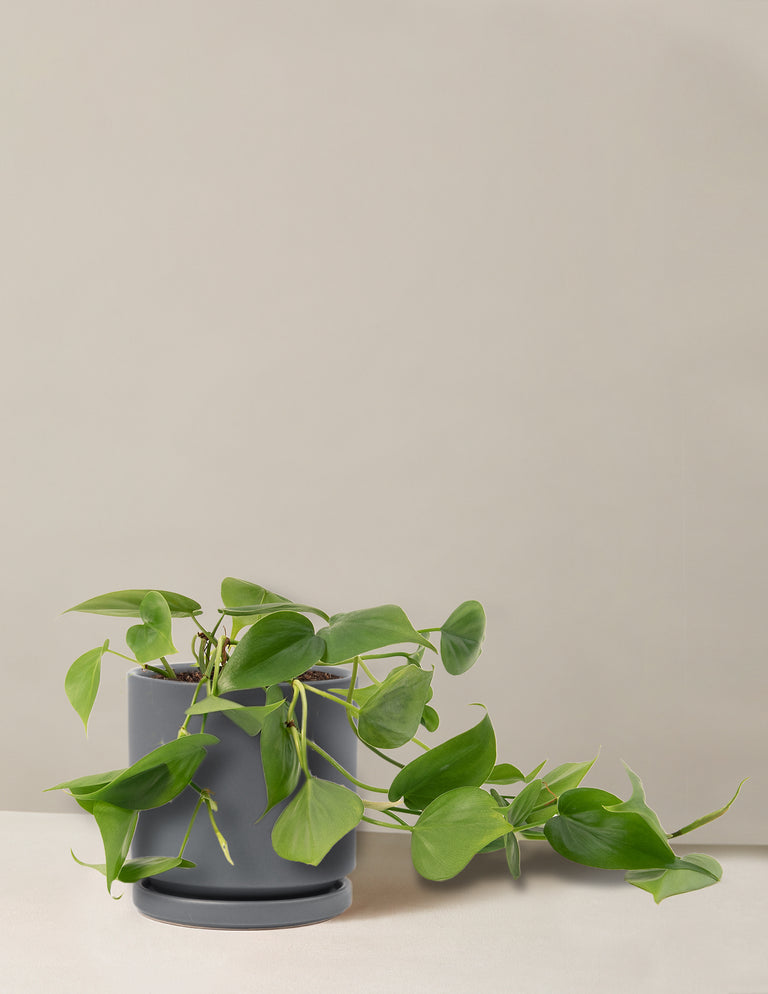 Philodendron Green