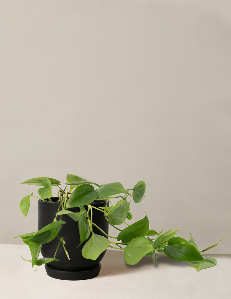 Philodendron Green