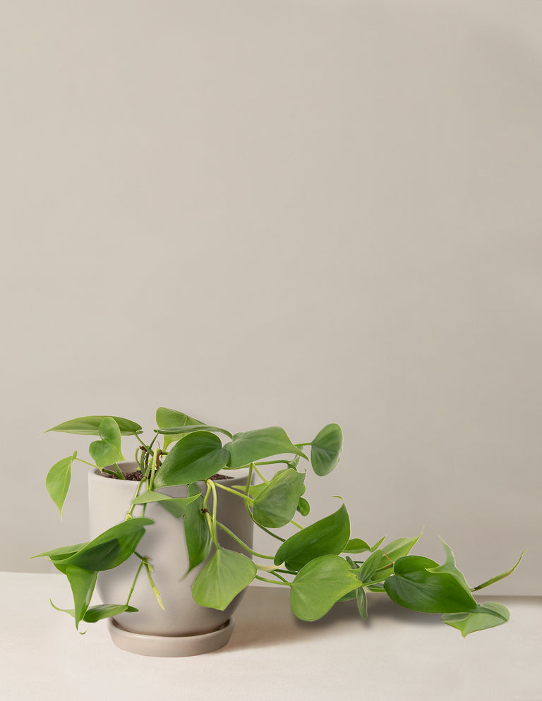 Philodendron Green