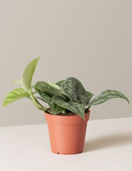 Satin Pothos