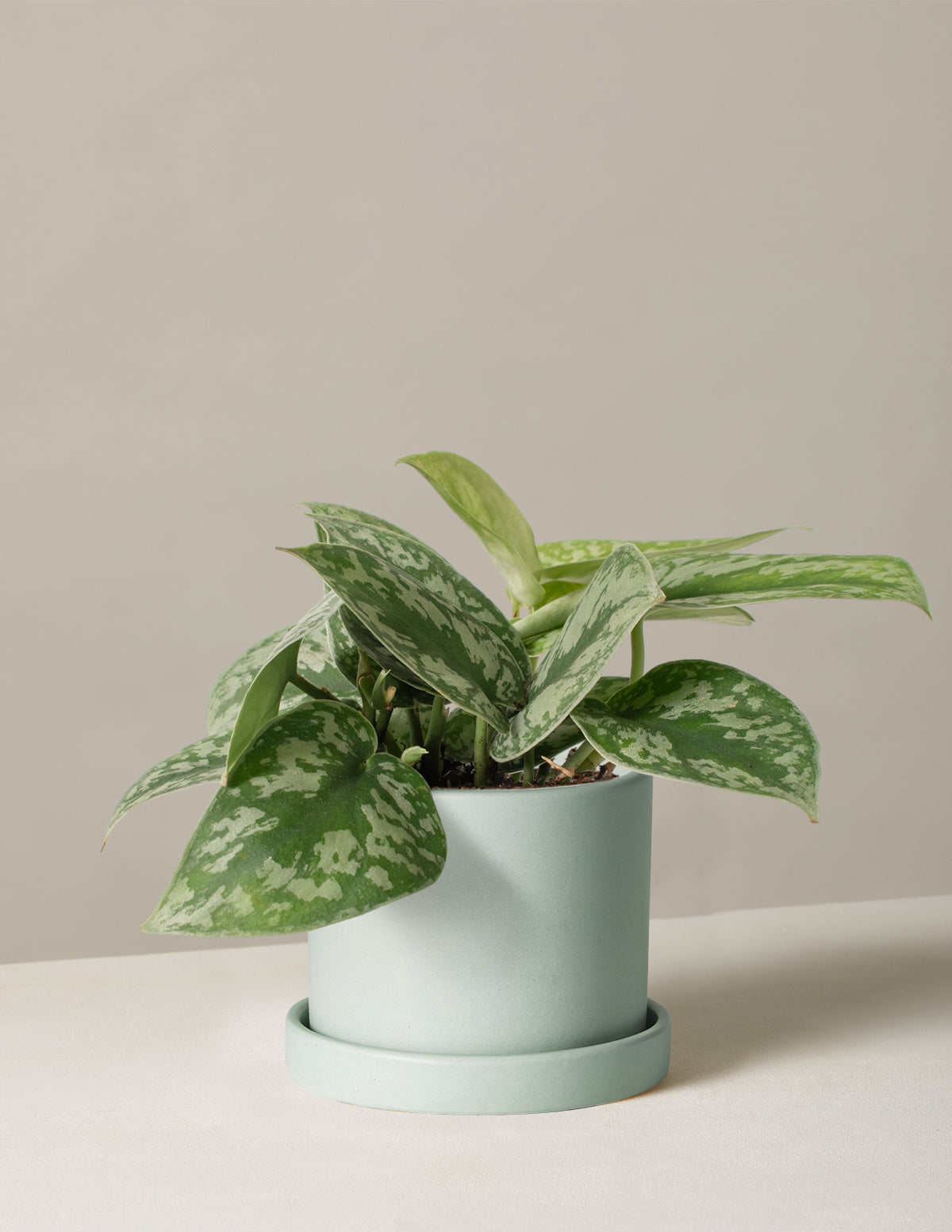 Satin Pothos