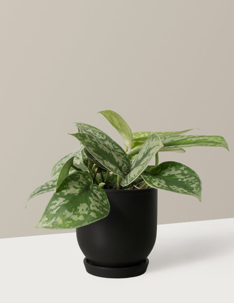 Satin Pothos