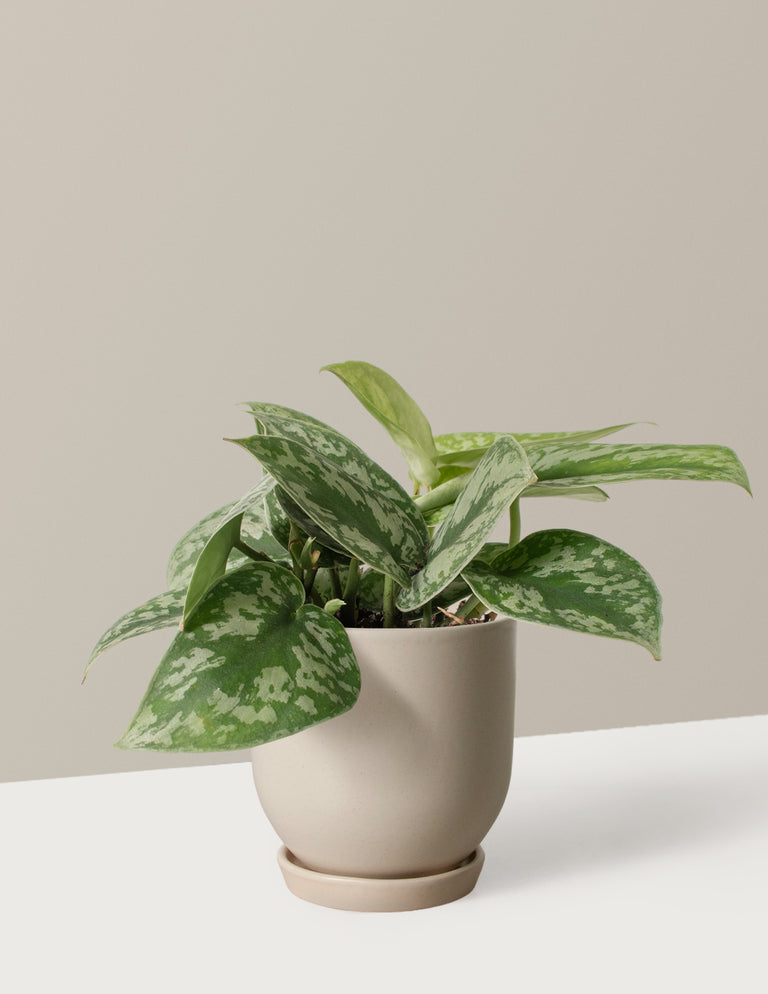 Satin Pothos