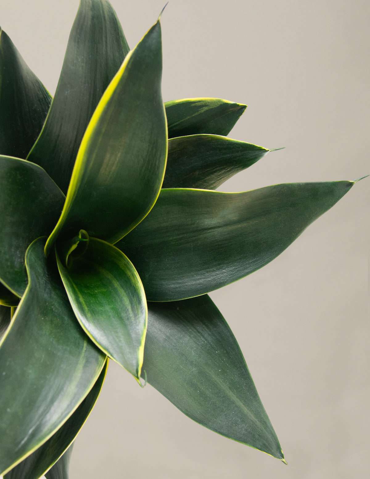 Snake Plant 'Hahnii'