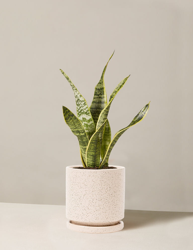 Snake Plant Laurentii