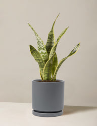 Snake Plant Laurentii