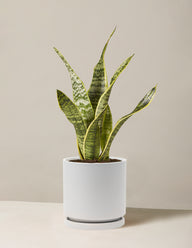 Snake Plant Laurentii