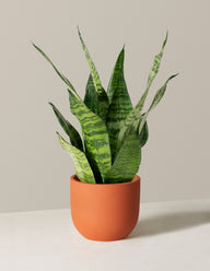 Snake Plant Zeylanica