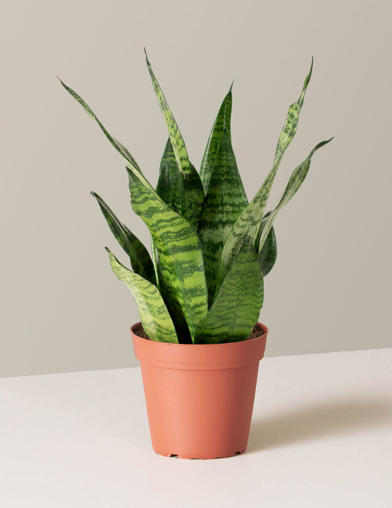 Snake Plant Zeylanica