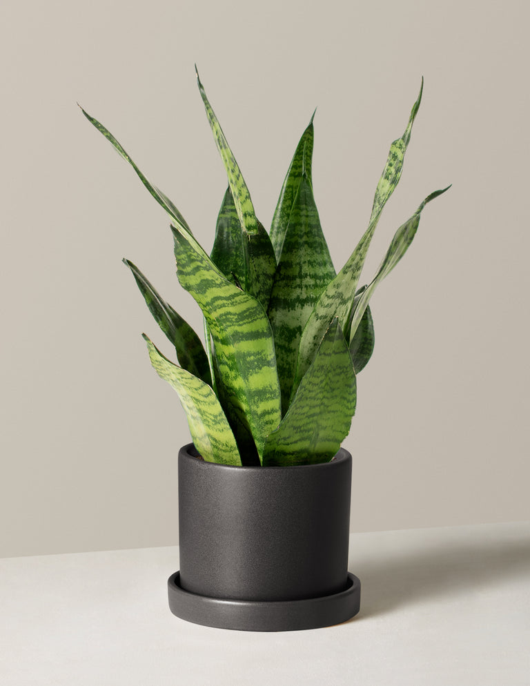 Snake Plant Zeylanica