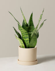 Snake Plant Zeylanica