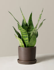 Snake Plant Zeylanica