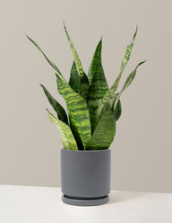 Snake Plant Zeylanica