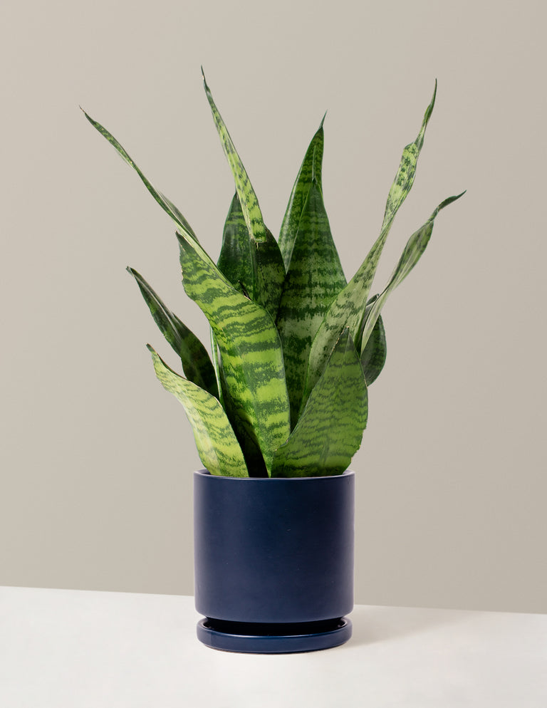 Snake Plant Zeylanica