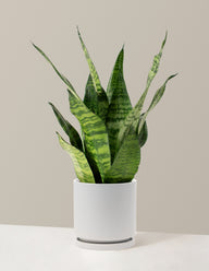 Snake Plant Zeylanica