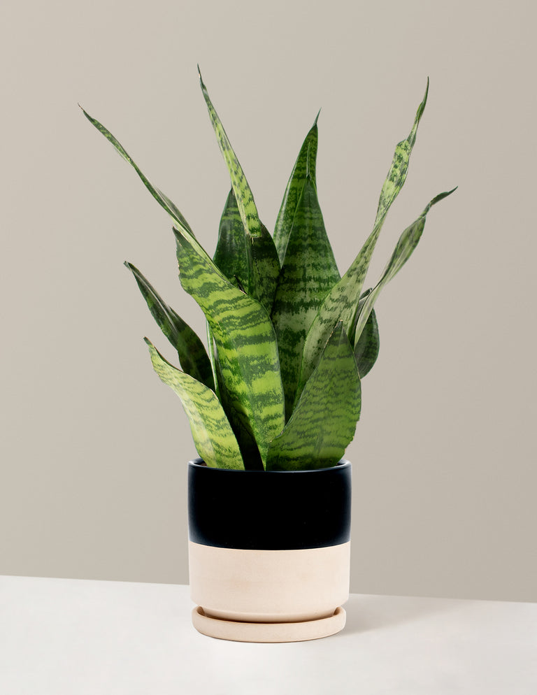 Snake Plant Zeylanica