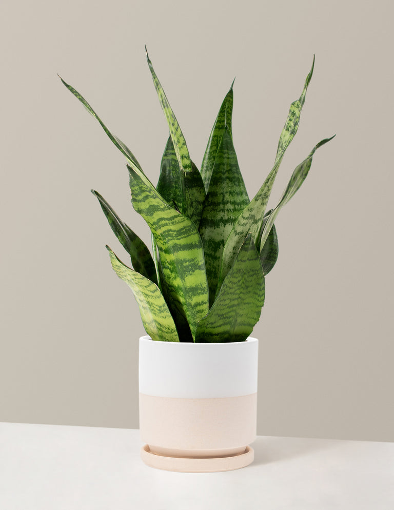 Snake Plant Zeylanica