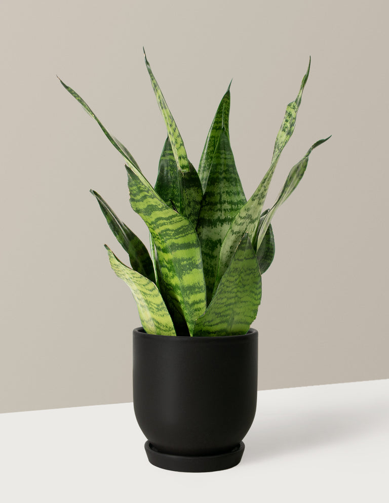 Snake Plant Zeylanica