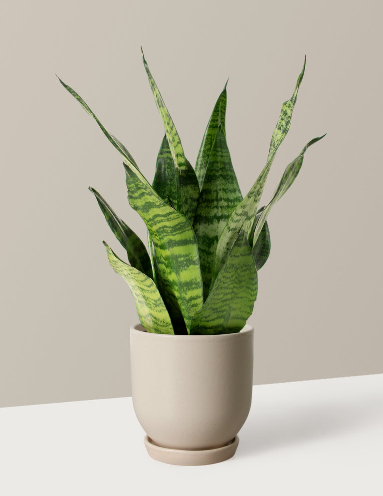 Snake Plant Zeylanica