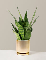 Snake Plant Zeylanica