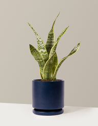 Snake Plant Laurentii