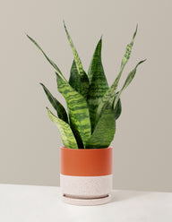 Snake Plant Zeylanica