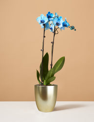 Blue Watercolor Orchid